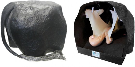 Model patologie děloh (teriogenologie)